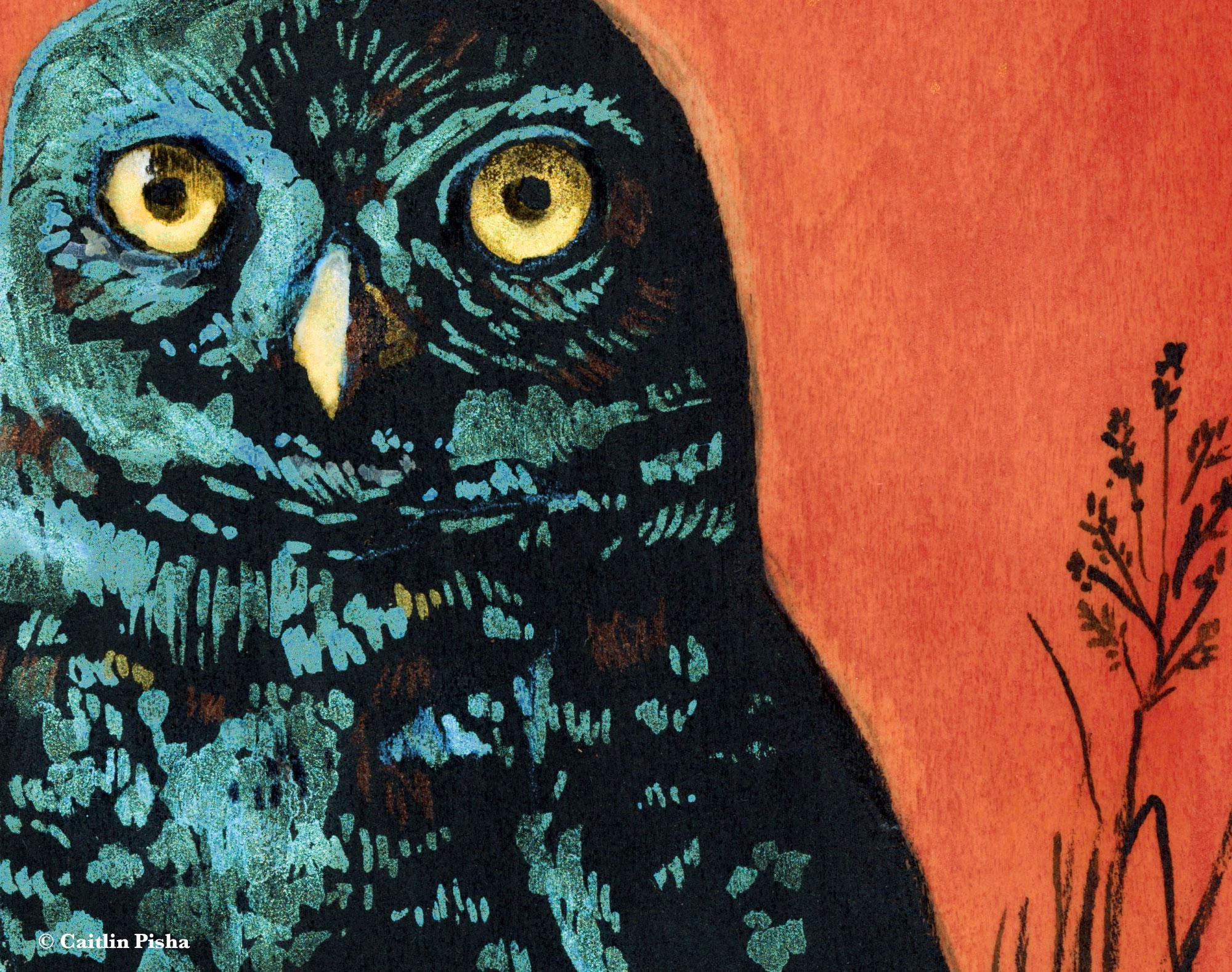 Seeker –  Burrowing Owl Fine Art Print