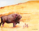 Fields of Gold – Buffalo Fine Art Print