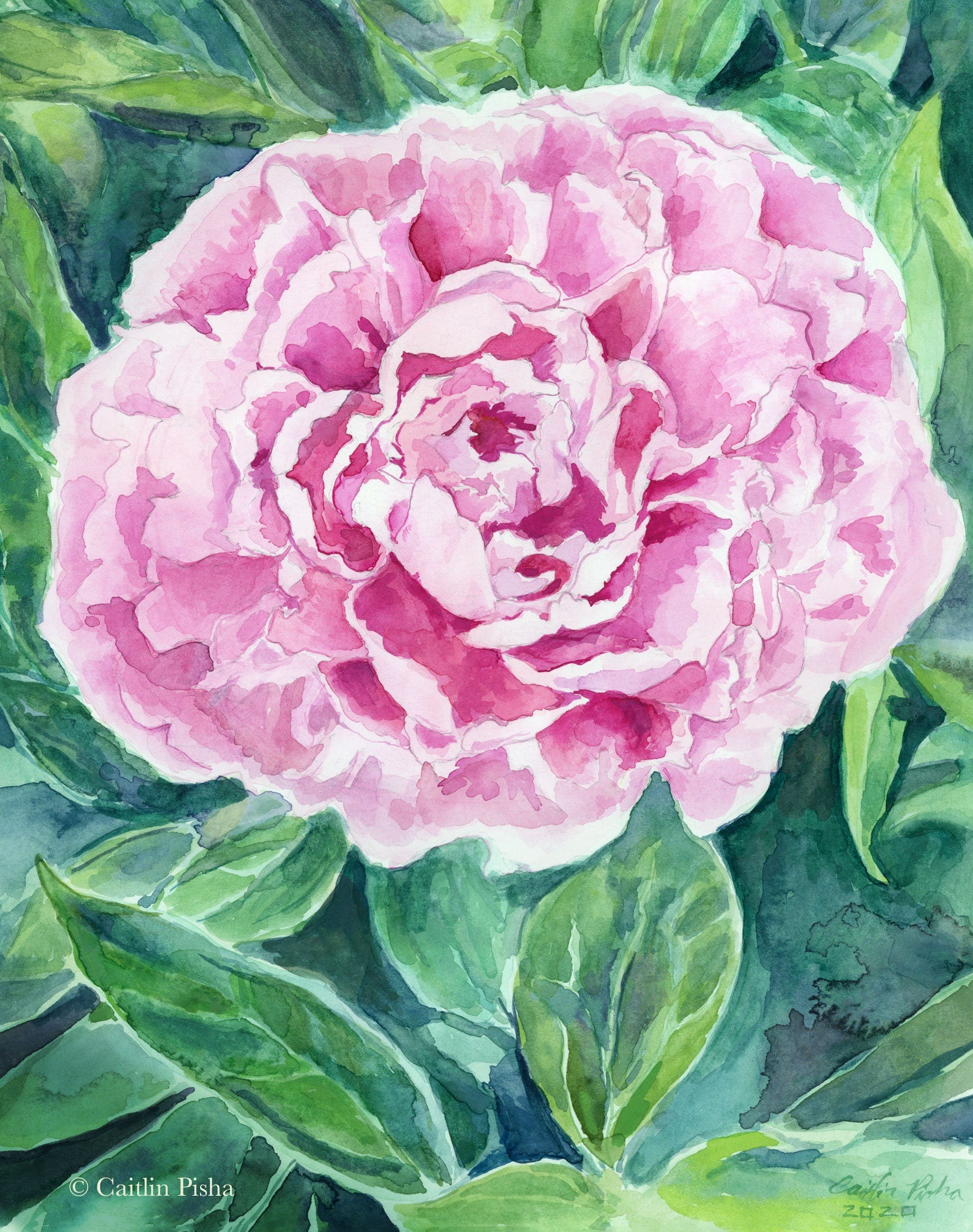 Peony – Fine Art Print