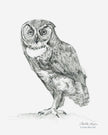 Gaze – Owl Angus Fine Art Print