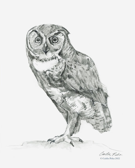 Gaze – Owl Angus Fine Art Print