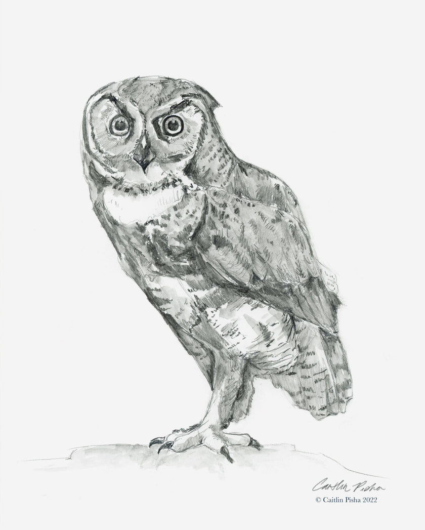 Gaze – Owl Angus Fine Art Print