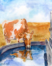 Bessie the Guernsey – Cow Fine Art Print