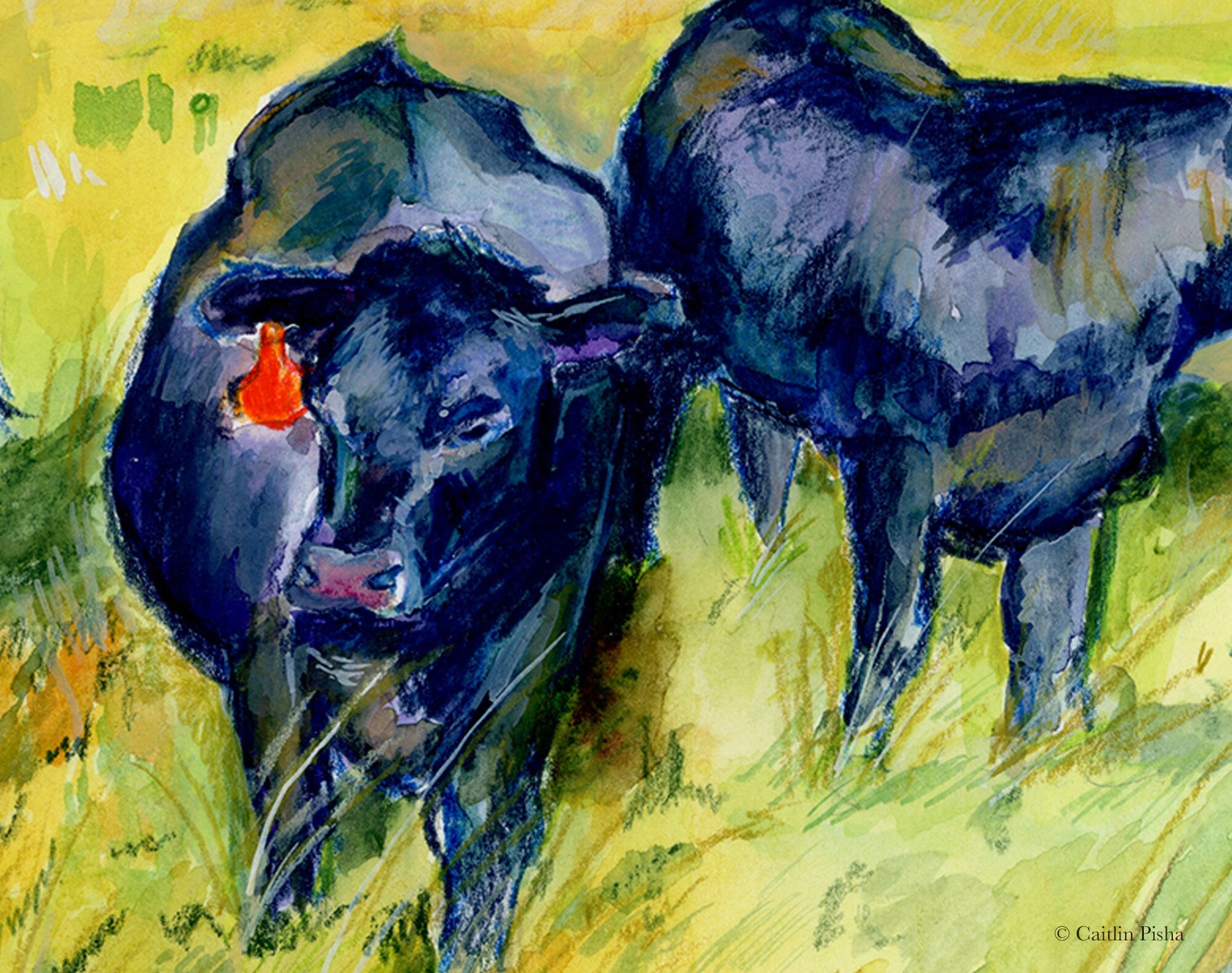 August – Black Angus Fine Art Print