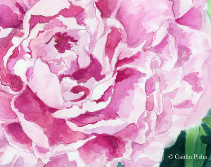 Peony – Fine Art Print