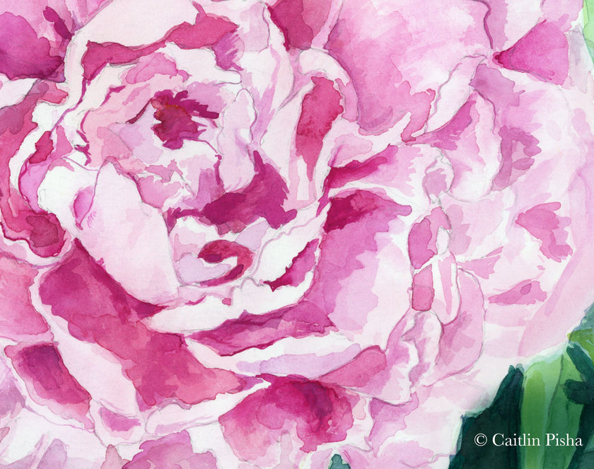 Peony – Fine Art Print