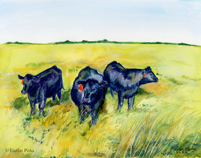 August – Black Angus Fine Art Print