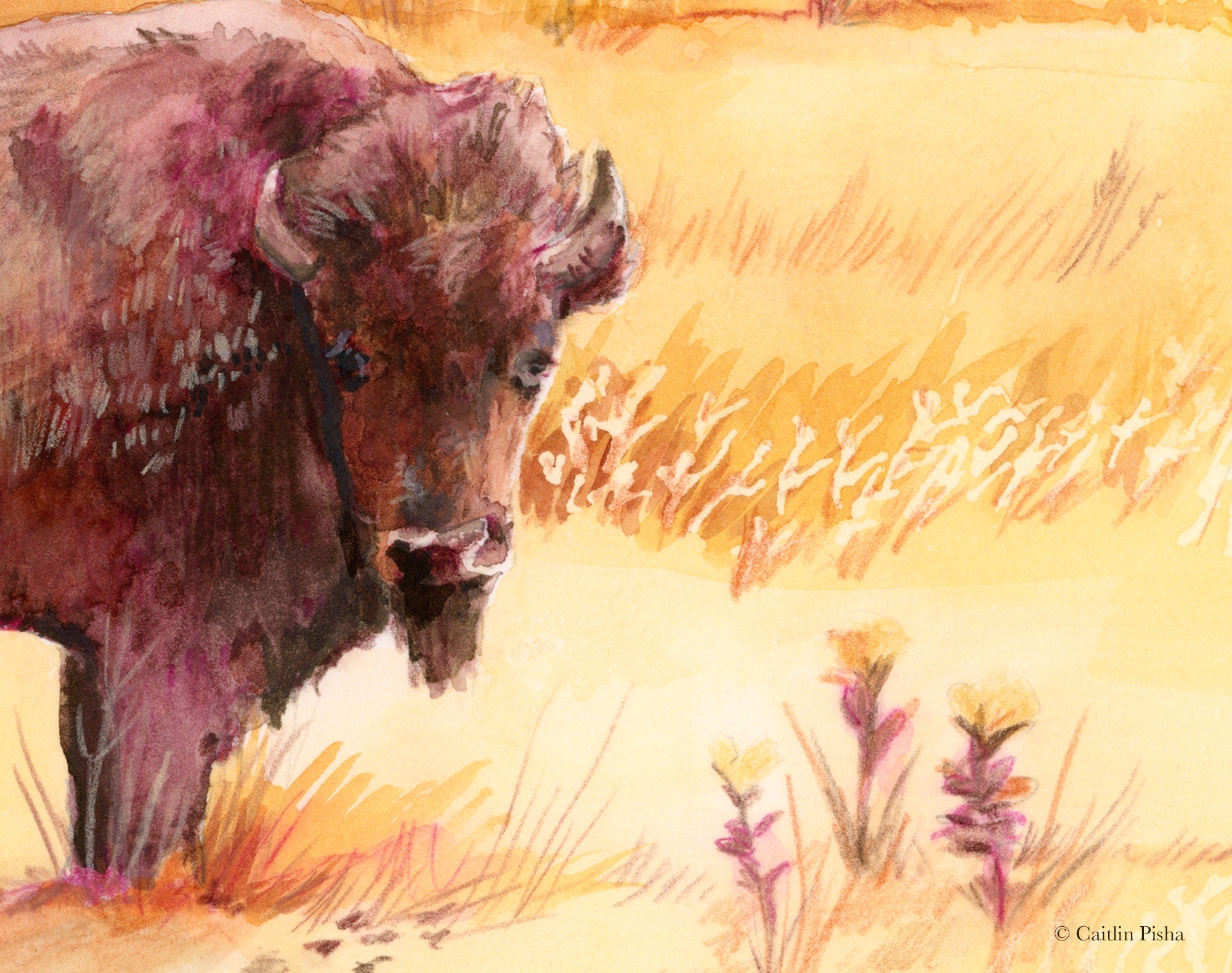 Fields of Gold – Buffalo Fine Art Print