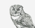 Gaze – Owl Angus Fine Art Print
