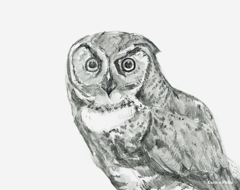 Gaze – Owl Angus Fine Art Print